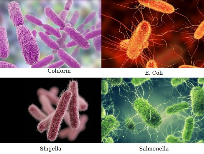 Các loại vi khuẩn gây ngộ độc